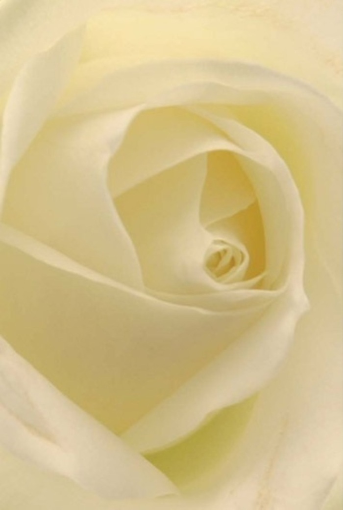 Gazing up close at this classic white rose, as artfully arranged by Northwood Florist, one becomes immersed in a world of tranquility and refined elegance that mirrors the charm of Northwood itself. Each petal displays a soft gradient, blending shades of pure white and rich cream that catch the gentle, natural light streaming through local windows on a serene morning. The arrangement is a testament to the subtle sophistication our Northwood clients seek for life's sincere occasions-a romantic gesture, an exquisitely timed apology, or an understated wedding centrepiece. The rose's spiraled centre hints at purity and resilience, while nuanced interplay of colour and shadow across its velvet surface highlights the skills honed by generations of local florists. The near-translucence of the outer petals speaks to both delicacy and endurance; their perfection in placement elevates the arrangement to a moment of artistry, whether set atop a table for a family gathering or sent as a gesture of sympathy to a friend near Northwood's parks. The sense of fragrance is clean and serene, almost as if one can sense a fresh Northwood breeze coming through the window-an essence that lingers and reassures, whatever message the rose is meant to convey.